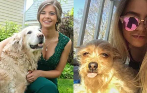 собака выпрашивает вкусняшку. собака ездит на другой собаке, собака сидит на собаке