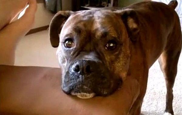 собака поет песню, собака её грустная песня, когда не хочет с ней играть собака поет песню