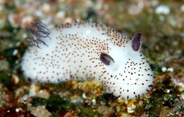 Jorunna parva, морской кролик, слизень похожий на кролика