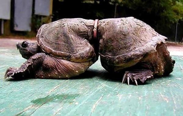 загрязнение, животные пострадавшие от нефти, к чему приводит загрязнение