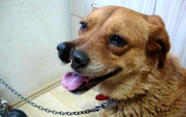 самые странные породы собак, нелепые породы собак, самые необычные породы собак