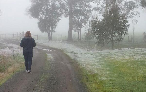 всё в паутине Австралия, Австралия белая от паутины, пауки всё в паутине Австралия