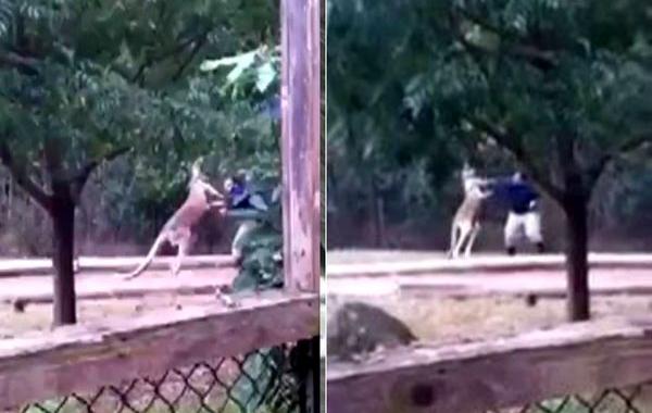 кенгуру напал, кенгуру напал на смотрителя зоопарка, кенгуру подрался с работником зоопарка