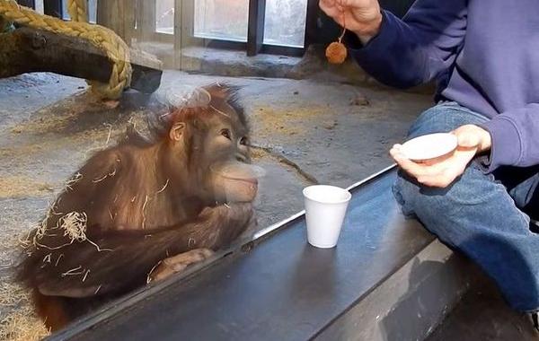 фокус с орангутангом, фокус с обезьяной, реакция обезьяны на фокус