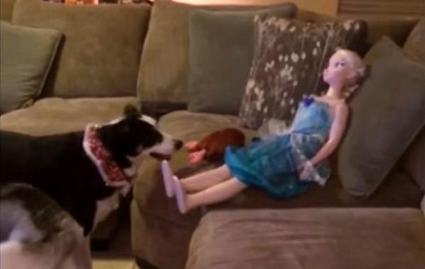 собака просит куклу поиграть с ней, собака просит поиграть куклу