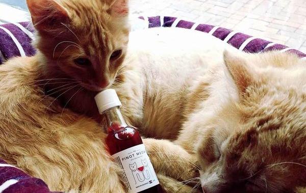 кошачье вино, вино для кошек, Apollo Peak, Pinot Meow, Moscato