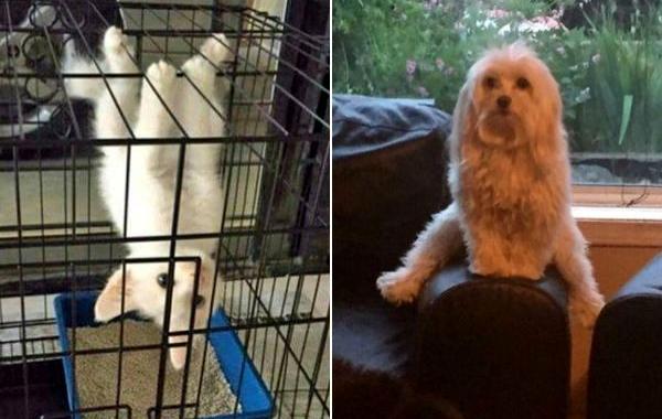 Смешные животные, животные ведут себя странно, нелепые животные