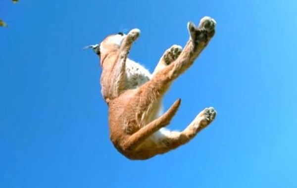 Почему кошки всегда приземляются на лапы, видео кошки приземляются на лапы, кошка приземляется на лапы замедленная съемка