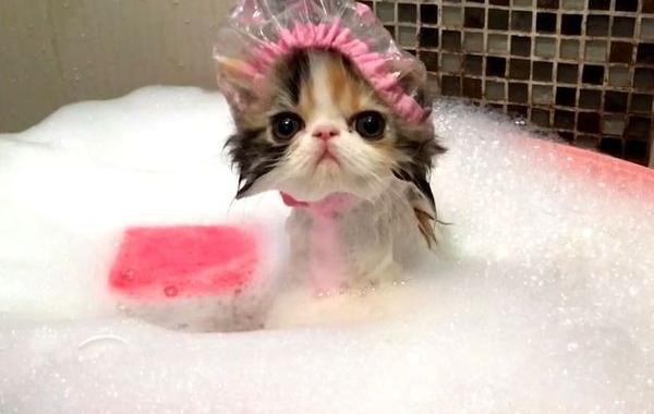 кот в шапочке для душа, кот принимает ванну в шапочке для душа