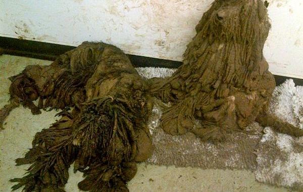 собаки комки шерсти, брошенные собаки, спасение собак, до и после собаки