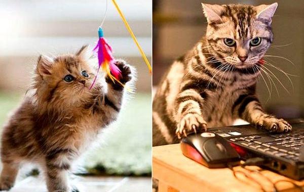 кошки и современные технологии, как технологии изменили жизнь кошек, кошки технологии тогда и сейчас