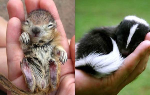 животные на ладони, детёныши животных, милые животные