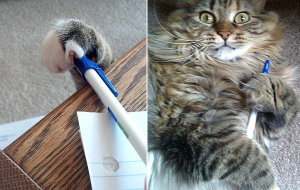 коты воришки, коты пойманные с поличным