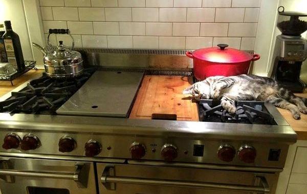 неудобные кошки, кошки легли в неудобных местах, странные места в которых легли кошки