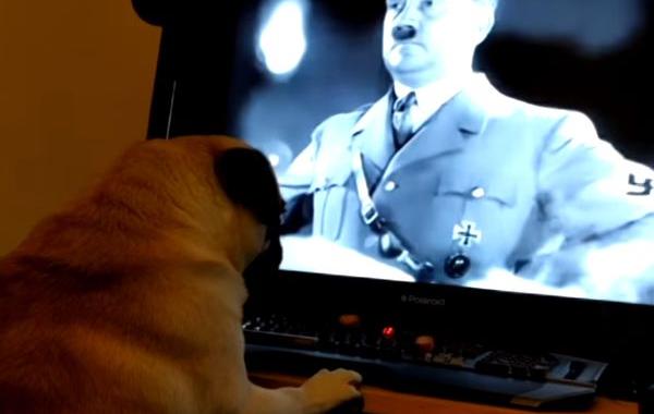 парень научил мопса вскидывать лапу, парень научил мопса кидать зиги, мопс поднимает лапу Зиг хайль