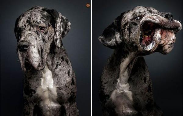 Смешные морды собак пытающихся поймать корм, Кристиан Вилер, Christian Vieler