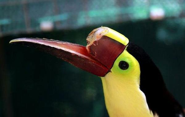 клюв тукана распечатанный на 3D-принтере, 3D-клюв для тукана
