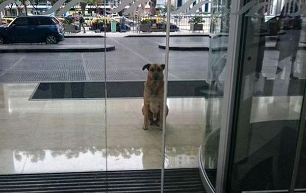 Стюардесса приняла собаку ждала её возле отеля, женщина забрала собаку 6 месяцев ждала возле отеля