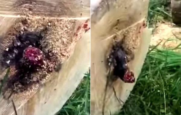 сюрприз внутри распиленного дерева,змея из распиленного дерева, распилил дерево внутри змея