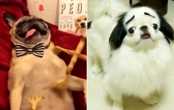 самые смешные собаки интернета, собаки гифки, забавные собаки, смешные гифки с собаками