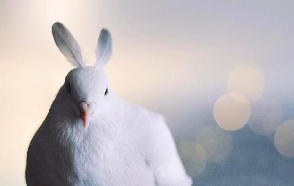 голубь Миу, Miu, домашний голубь