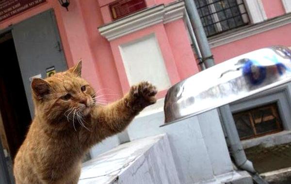 музей взял на работу кота, музей в России взял на работу кота, кот Марай