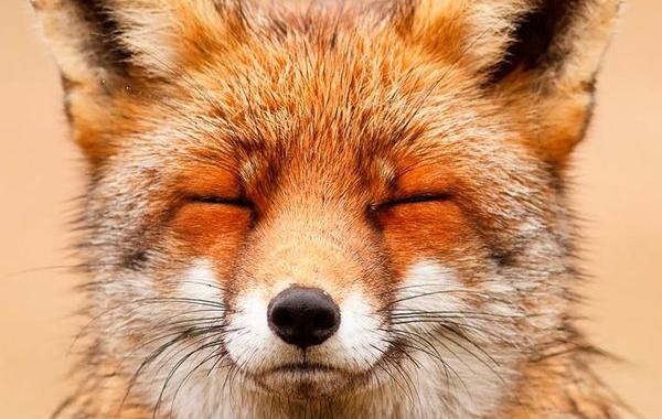 Лики лис, Розелин Раимонд, Roeselien Raimond, Faces of Foxes