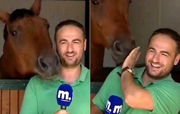 лошадь и репортер, ласковая лошадь журналист, лошадь не позволила закончить репортаж