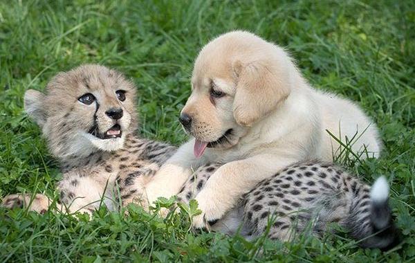 гепарды дружат с собаками, гепард и лабрадор