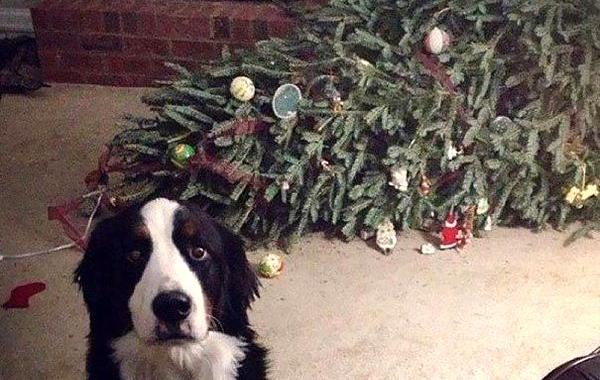 коты и ёлка, собака уронила ёлку, коты новый год