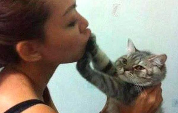 смешные фото кошек, приколы с кошками