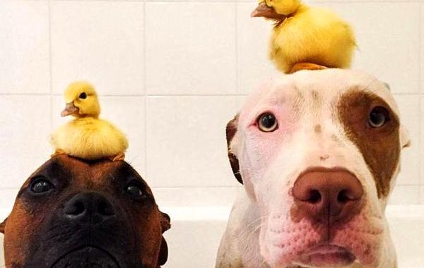 дружба питбули утята, дружба между питбулями и утятами, питбули и утята