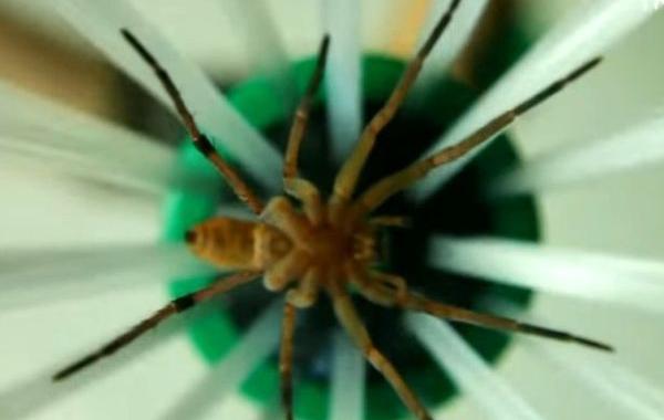 Spider catcher, ловец пауков, кто боится пауков но не хочет их убивать