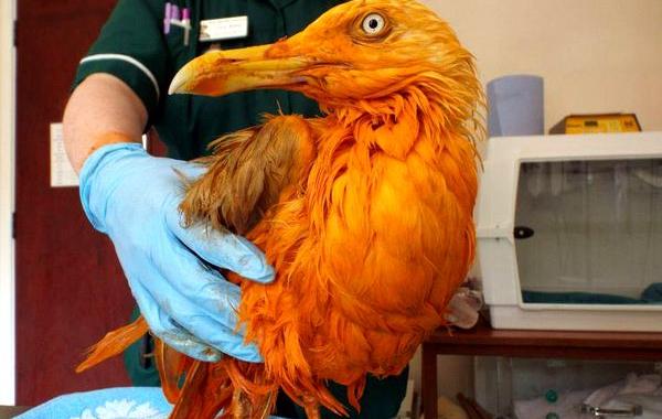 чайка упала в карри, чайка превратилась в феникса