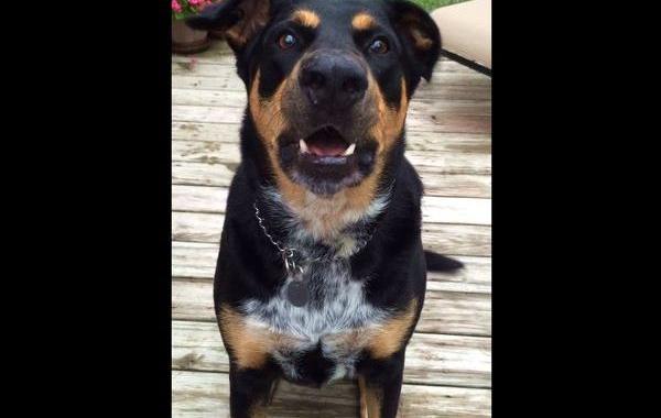 собака лает щёпотом, собака научилась лаять щепотом, собака гавкает щепотом