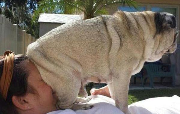 смешные фото собак, собаки лучшие друзья человека, смешные случаи с собаками