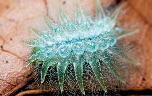 существа сделанные из стекла, стеклянные животные, животные как будто из стекла, животные из хрусталя