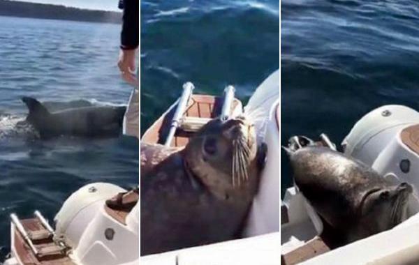 тюлень запрыгнул в лодку спастись от косаток, тюлень спасся от косаток прыгнув в овду
