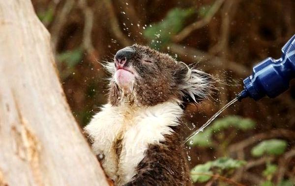 австралийцы поят коал водой, австралицы поливают коал водой, жара в Австралии коалы, коалы вода засуха