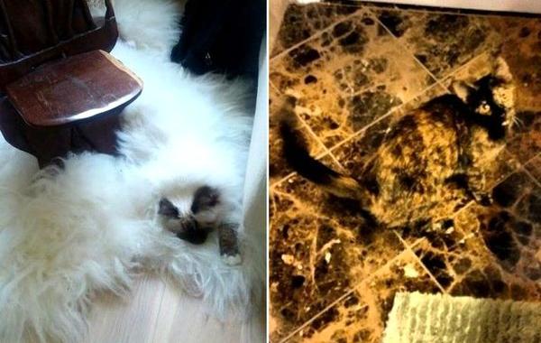 коты мастера маскировки, коты прячутся