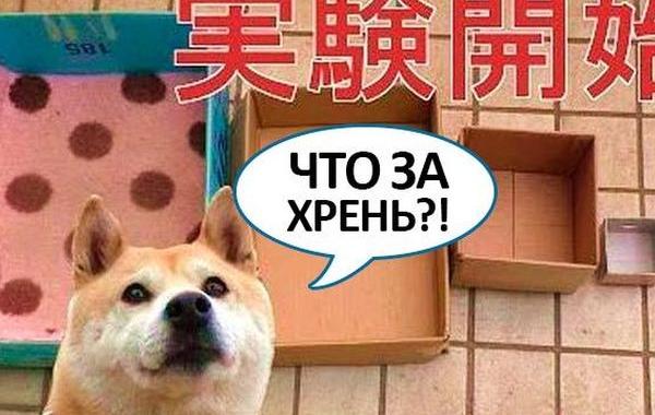 хозяин уменьшал собаке кровать, каждый день коробок меньше, сиба-ину уменьшал кровать