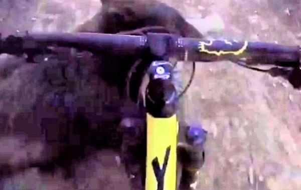 велосипедист врезался в медведя, на дорогу выбежал медведь, врезался в медведя на велосипеде