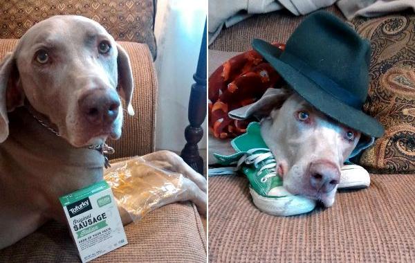 собака съела веганские сосиски, собака хипстер, собака веган