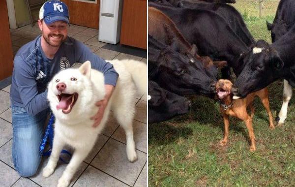 счастливые собаки, собаки радуются, смешные собаки