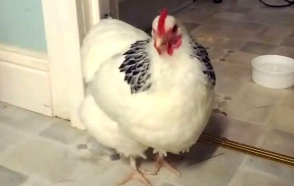 как чихает курица, курица чихает видео