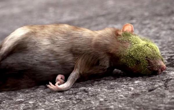 природа взяла своё, планете надоел человек, захват природы человеком