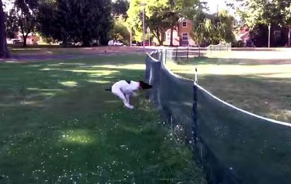 собака сальто забор, собака любит играть фрисби, собака сделала сальто