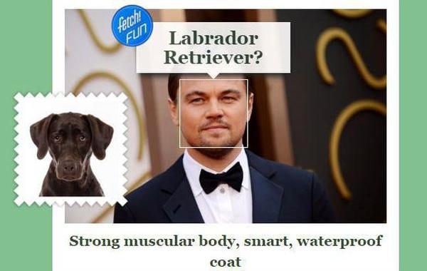 what-dog? на какую породу собаки похожи, какая вы собака