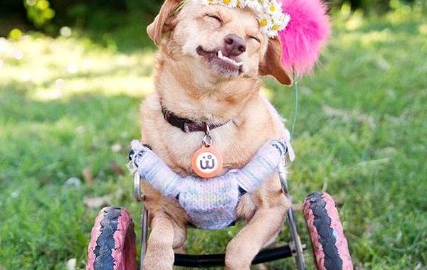 dog Daisy, Собака-инвалид по кличке Дейзи,собаку-инвалида спасли от эвтаназии