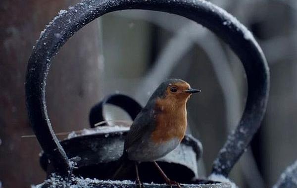 Ласточка всегда возвращается, рождественская короткомеражка